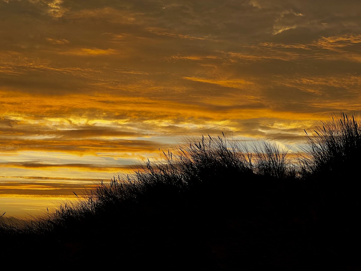 4hiver's tweet photo. Grasses on the dunes at dawn…Gwithian #iphone13plus https://t.co/seGo9YdEDI