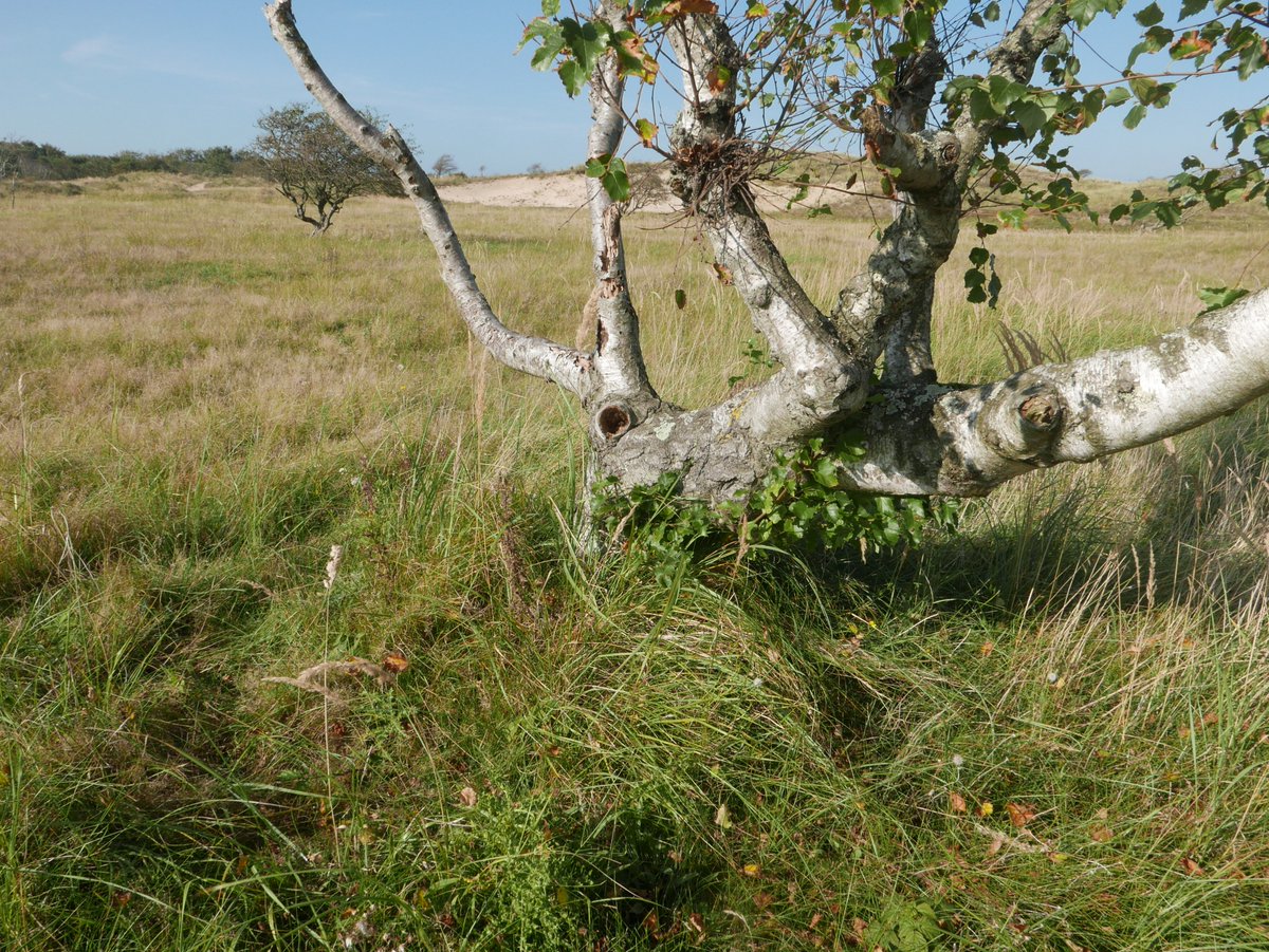 clarescens's tweet photo. WAT DOET STIKSTOF?

Veel mensen beseffen niet wat stikstof doet. Ik geef hun deze foto: een brandnetel en verder veel hoog gras, op de arme zandgrond van het duin. Daarnaast wat er eigenlijk hoort te staan. Bijvoorbeeld het prachtig rosse duizendguldenkruid.
@PWNwaternatuur https://t.co/yn2SrFg6GP