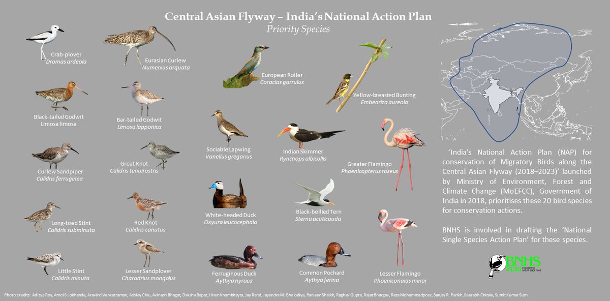 CAFInitiative's tweet photo. From wetland birds to waders to land birds, these are the priority species of India's National Action Plan for the Central Asian Flyway. https://t.co/Gdv5U6l2H1