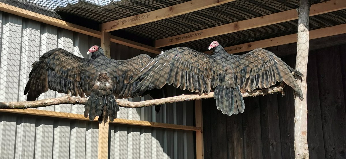 The sun is finally shining and the thick fog has burnt off. Our Vultures have taken the opportunity to sunbathe.
#milletsfalconry #Vultures