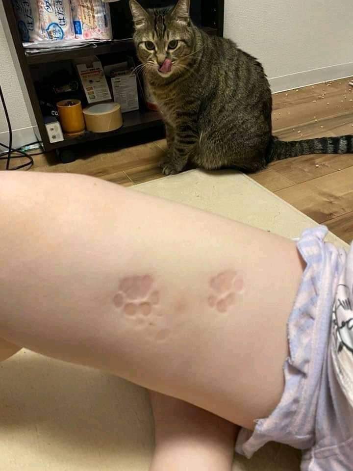 cuteanimalspict's tweet image. 