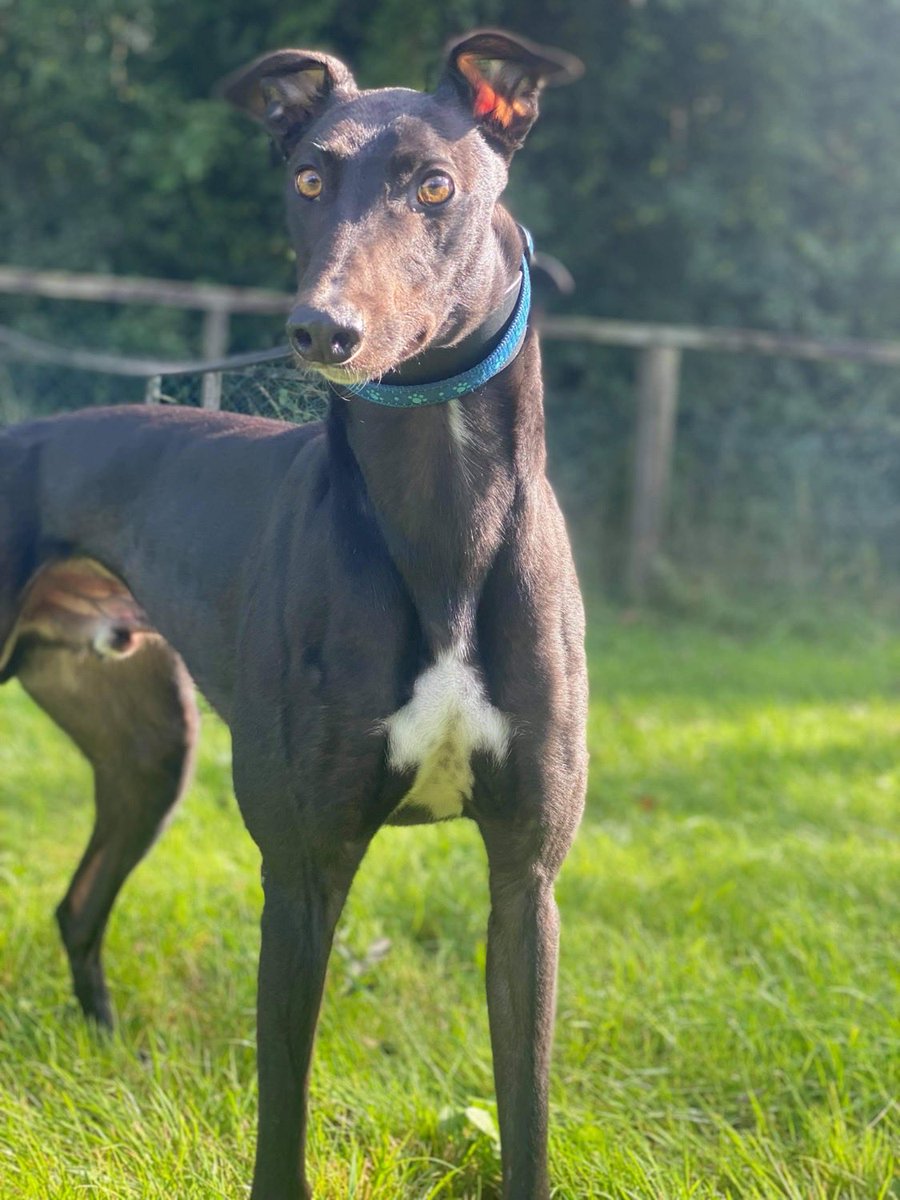 DonovanKennels's tweet photo. 🚨#GreyhoundInFocus🚨

🐶 Tintreach Jet (Chase)
(Droopys Jet X Ballyrobin Venus)
⚖️ 33.5 Kilos

🎂 June 2019

🏃‍♂️20
🥇8
🥈4
🥉5

Best Times

📏 265m ⁦@centralparkdogs⁩ ⏱ 16.25
 
Currently Lives On His Own 

Owned by Mr S Taylor https://t.co/va3hWvXSi9