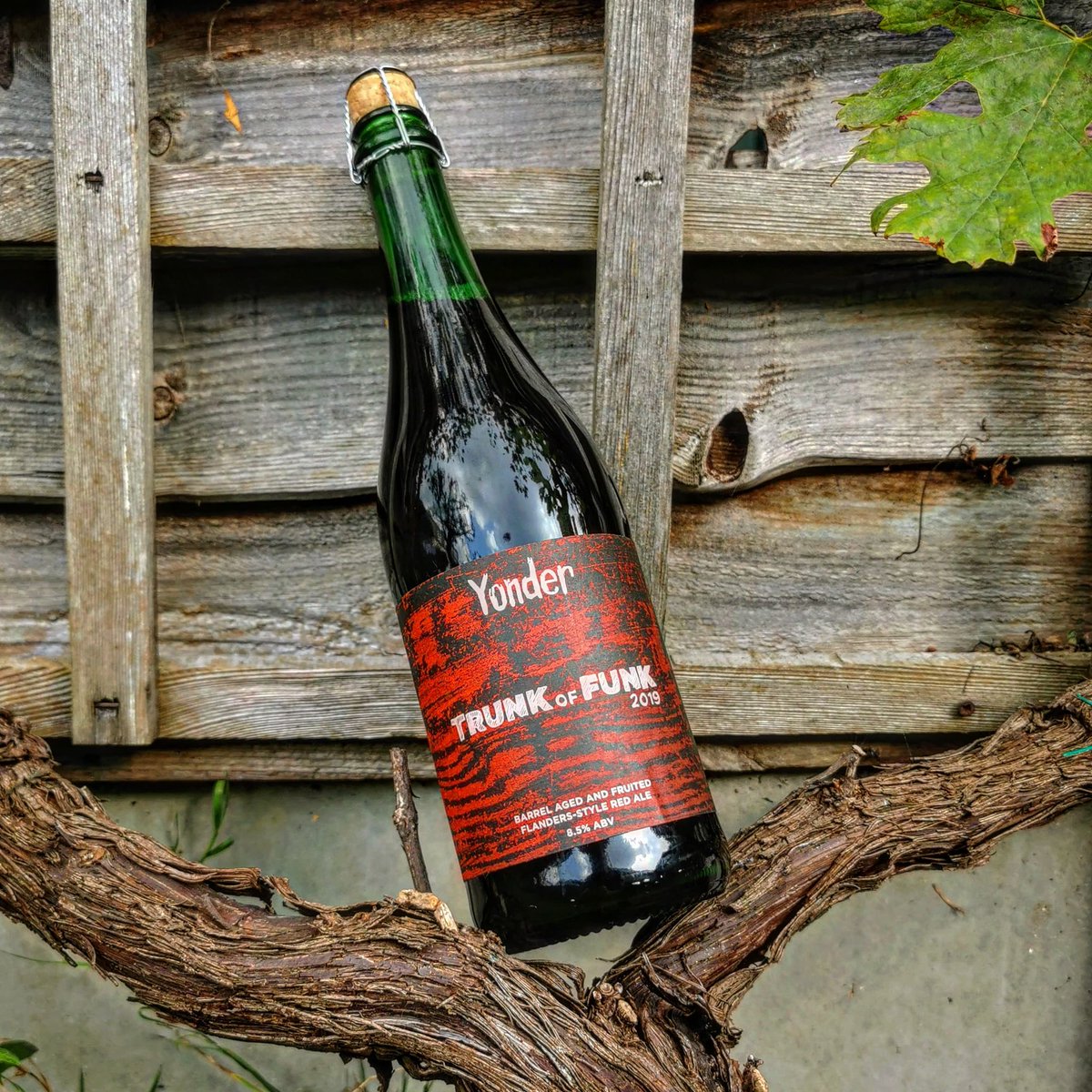 foodurchin's tweet photo. Looking forward to sampling this 'Trunk of Funk' from @BrewYonder tomorrow.
Meant to be suitably autumnal and I'll crack it open as reward for once I have tidied the shed.
Or maybe before.
#weekendvibes #beerisallwehave #beer #beerogram #craftbeer #flandersbeer https://t.co/SRfzY5KF43