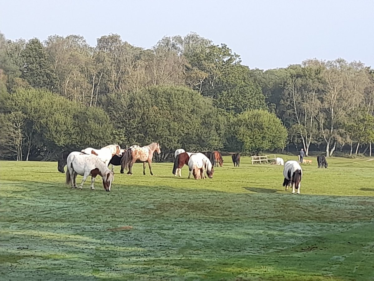 Gorgeous sunny day for a walk in the New Forest.