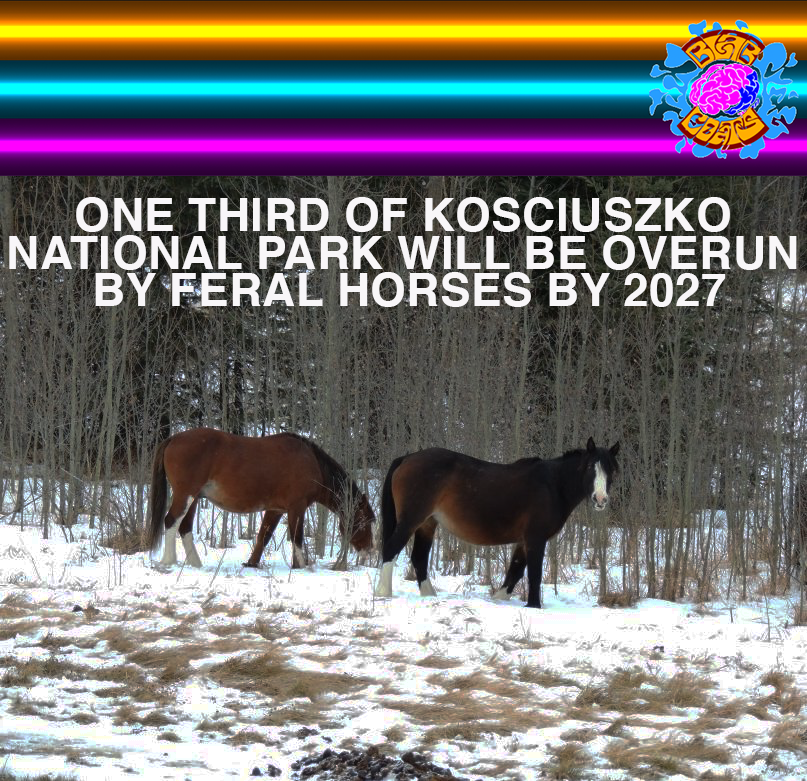 A NSW Government plan could result in feral horses ruling a third of the Kosciuszko National Park. 33 species that are already threatened would be at greater risk and if the plan is unaltered in 2027 many of these species will be extinct.