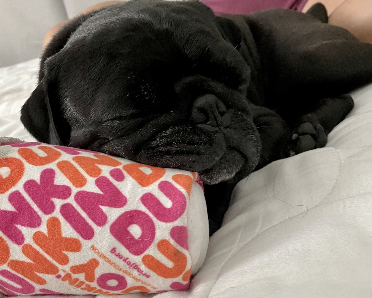 Waiting for Teddy to wake up to <a href="/dunkindonuts/">Dunkin'</a>! 🧡🐶💞