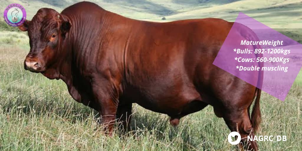 NAGRC_DB's tweet image. #DidYouKnow you can access semen straws for the Bonsamara beef breed at @NAGRC_DB
A straw is available at only ugx 4000.
The semen collection is done at our National Bull Stud in Entebbe.

#Averageperformance 
*Daily weight gain: 1,154g