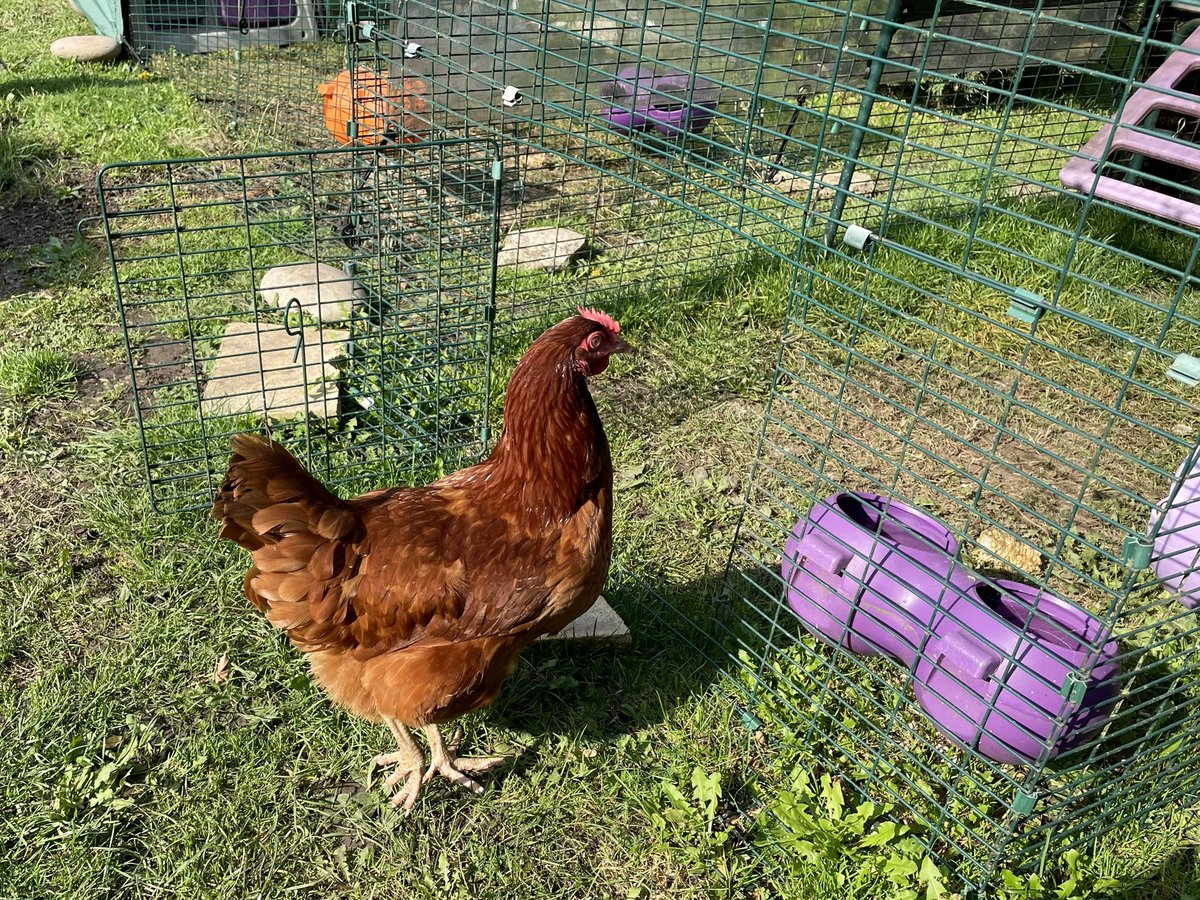 liagibap1966's tweet photo. New to the household this week, introducing Mabel @HarperInsider https://t.co/hgqzIxKuKY