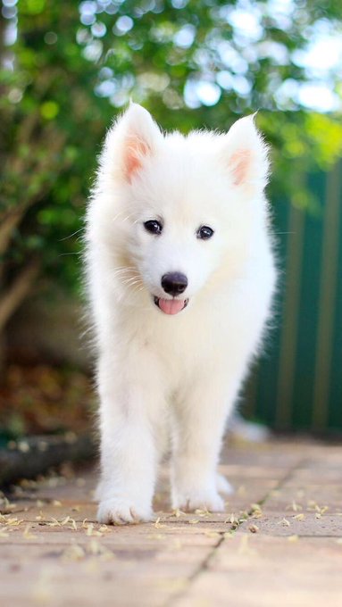 ラオウのtwitterイラスト検索結果