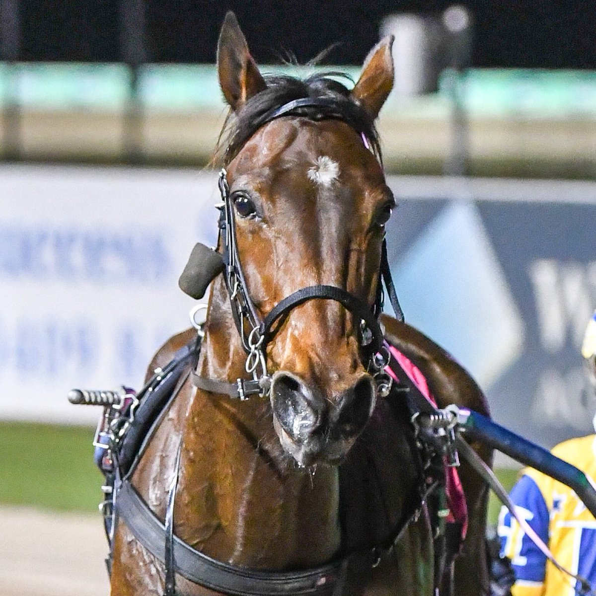 𝗗 𝗠 𝗣𝗟𝗨𝗠𝗕𝗜𝗡𝗚 𝗣𝗔𝗖𝗘
dmplumbing.net.au
🐴RUSTY CRACKERS 
𝗧𝗥𝗔𝗜𝗡𝗘𝗥: Jason Grimson
𝗗𝗥𝗜𝗩𝗘𝗥: Cameron Hart