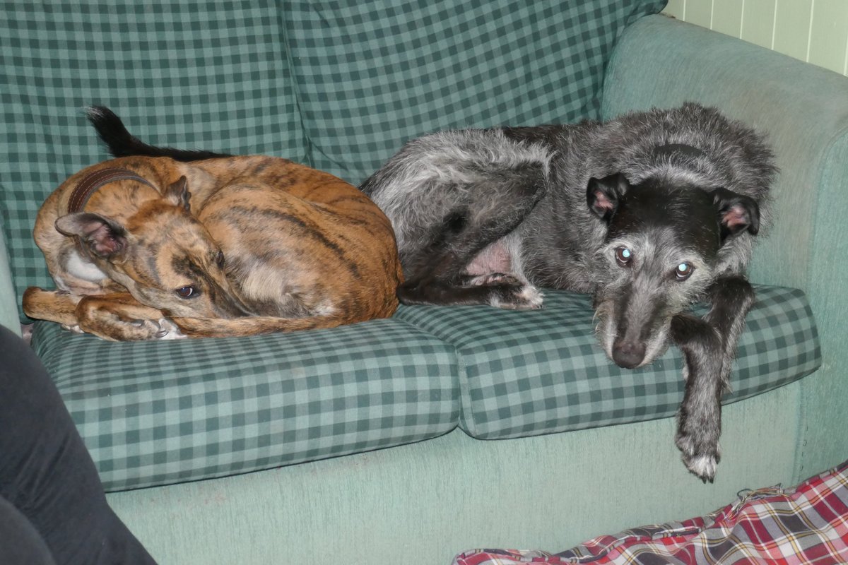 TheLengthsman's tweet photo. It's a day for being cosy on the boat in front of the fire #canaldogs #Lurchers https://t.co/9X6rkSsvcX
