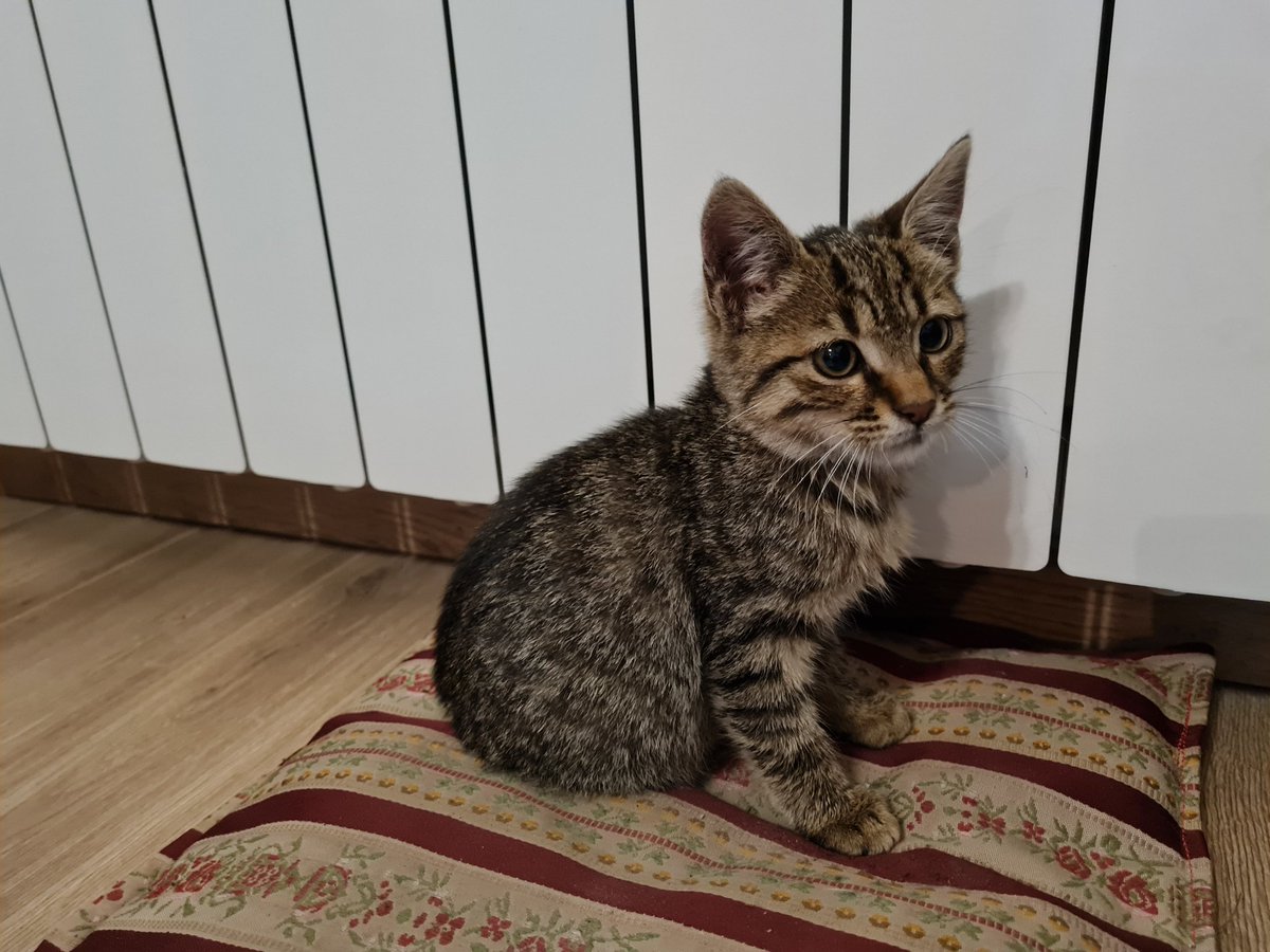 Namigusa's tweet photo. #udomljavanjemačaka #dorcol Maca 2 i po meseca hitno traži dom. Umiljata, pitoma, voli da se igra. Zdrava, očišćena od parazita. Molim rt. https://t.co/vuiZJ2fnNO