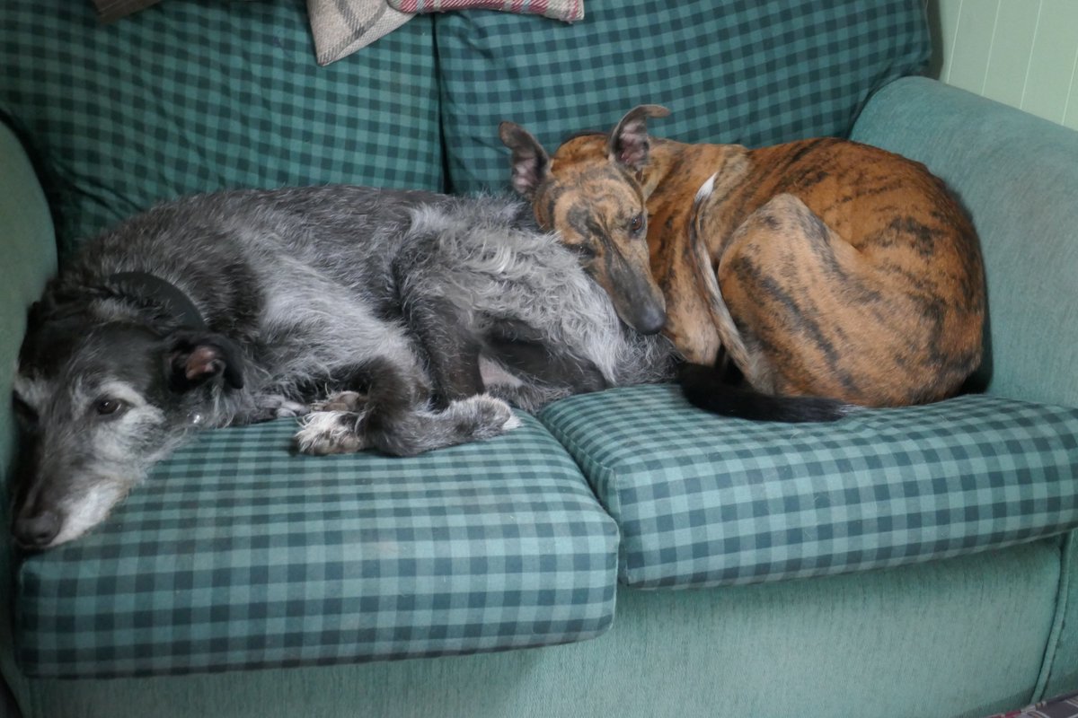 TheLengthsman's tweet photo. It's a day for being cosy on the boat in front of the fire #canaldogs #Lurchers https://t.co/9X6rkSsvcX