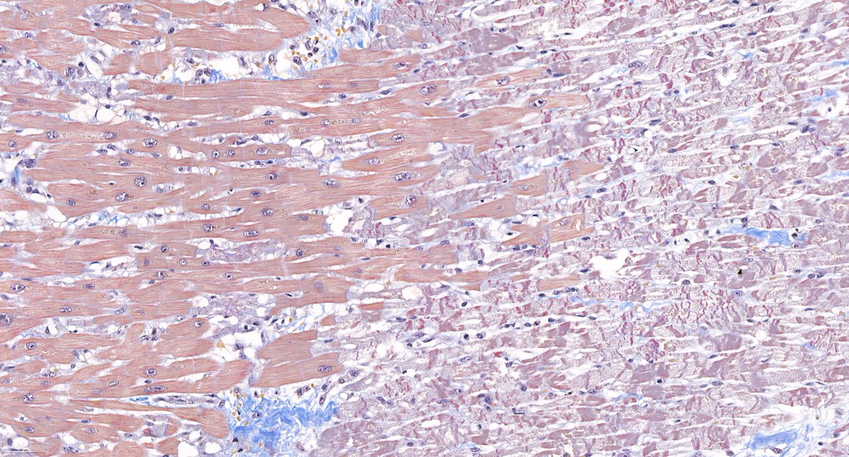 Pathologie_MedUniWien tweet media
