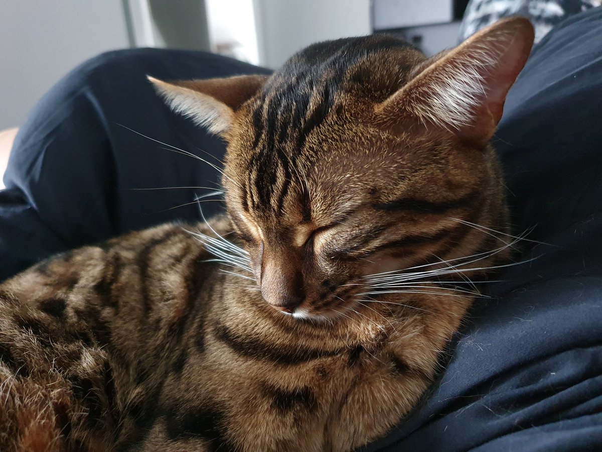 Zizaran on Twitter "Cuddly mornings 🥰…