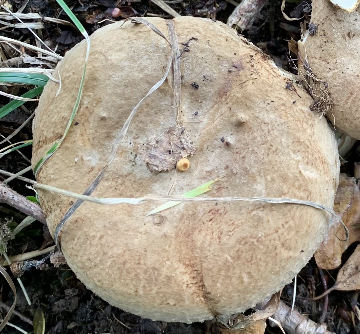 trellechpew's tweet photo. Start of the fungi season ! #viewfromthepew #monmeadows #fungi #monmouthshire #trellech #trelleck https://t.co/nZRivyNF70