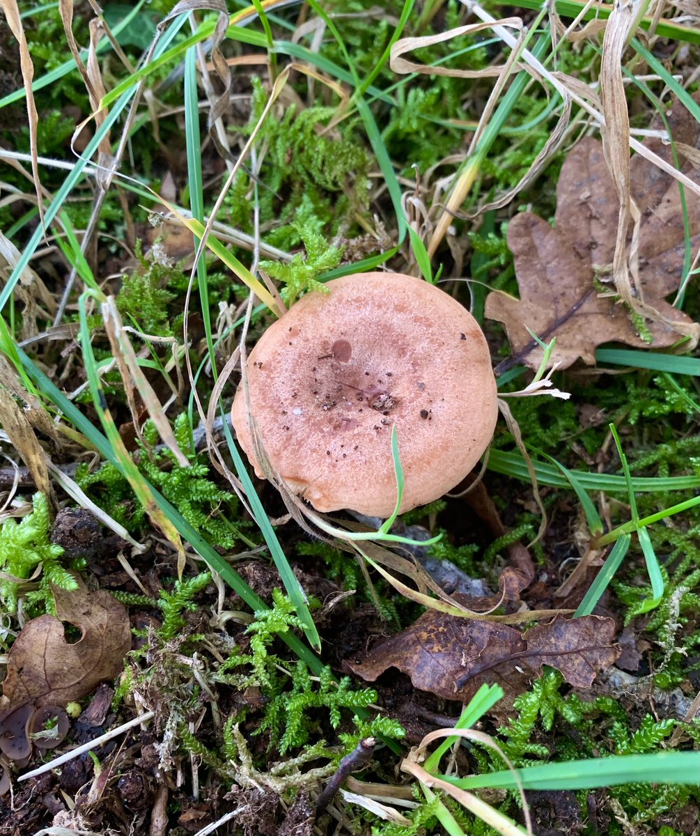 trellechpew's tweet photo. Start of the fungi season ! #viewfromthepew #monmeadows #fungi #monmouthshire #trellech #trelleck https://t.co/nZRivyNF70