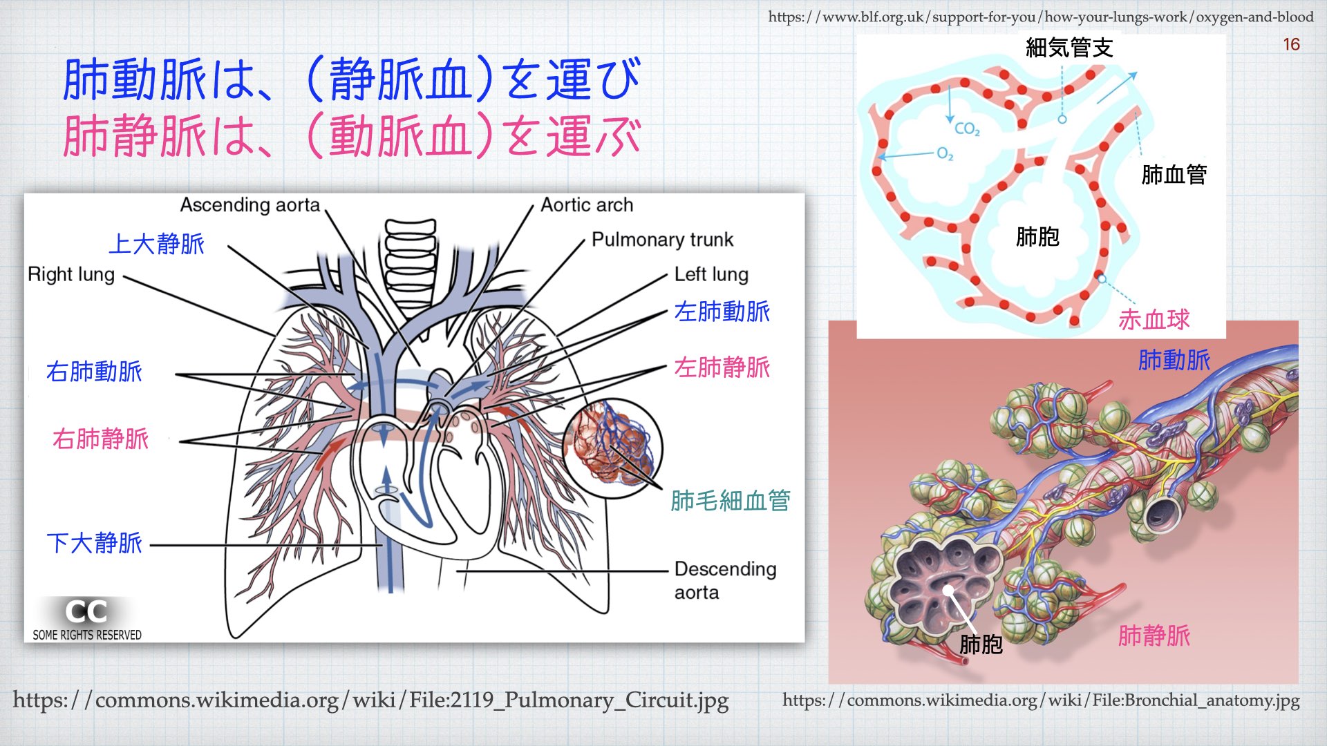 تويتر N Tsukishima Ep大学心電図検定学部試験対策科担任 على تويتر 心臓 愛 018 洞結節は 右房と上大静脈境目にあり 心房の前面に位置します 大きさは 文献毎に異なった記載ですが 10 5 ３mmくらいの平たい構造です 人体解剖で探しても 分から