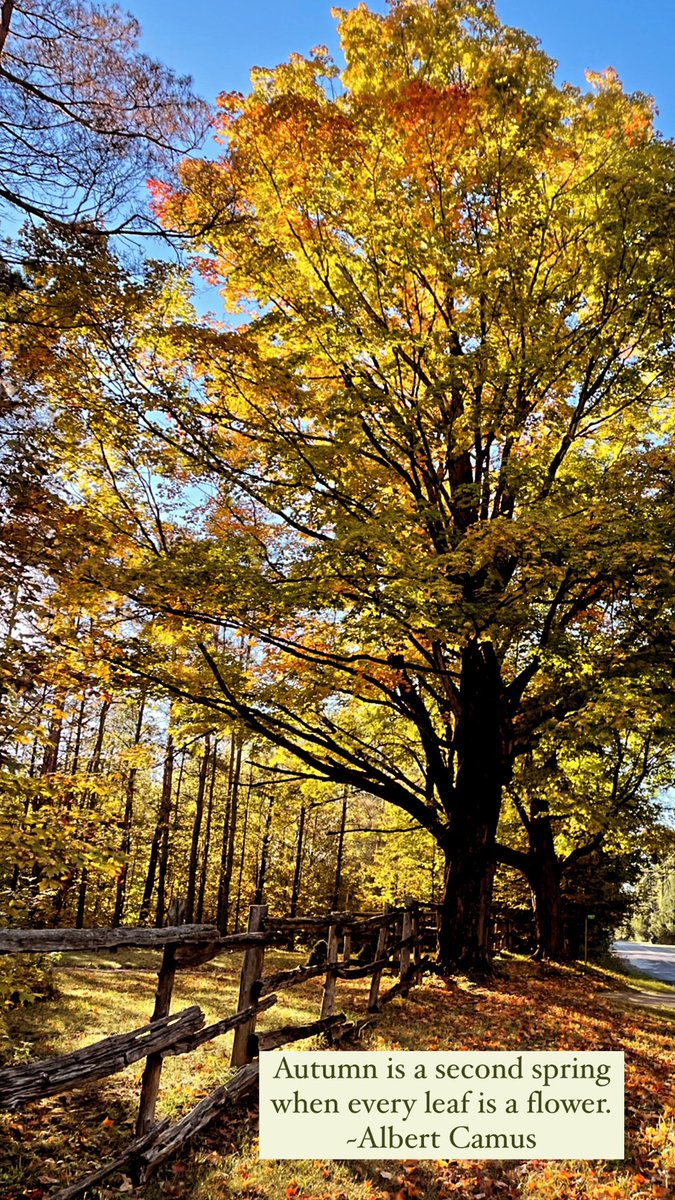 “Nature is showing us how beautiful it can be to let go.”
Maple Trees at peak colour this Thanksgiving weekend in Ontario, Canada.
#photography #ThePhotoHour #NaturePhotography #Autumnvibes #photographylovers #letgo #beautiful #NatureBeauty