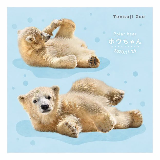 公式】『ホッキョクグマのホウちゃん』フォトブック@発売中