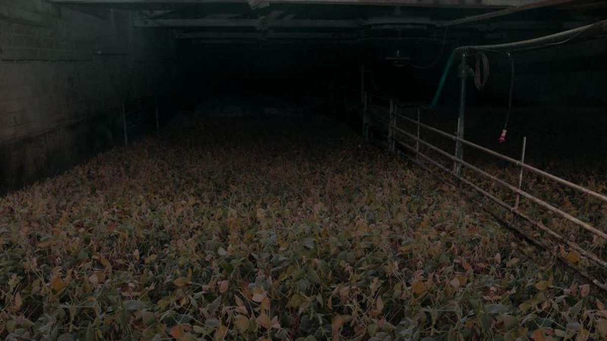 More Realistic Meat Substitute Made From Soy Raised In Brutally Cruel Conditions bit.ly/3iyIthl