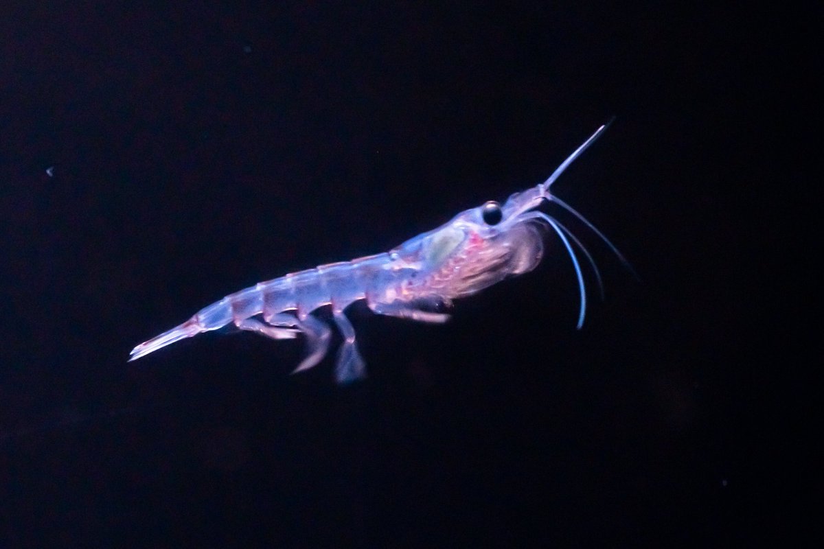 きさらんど on X