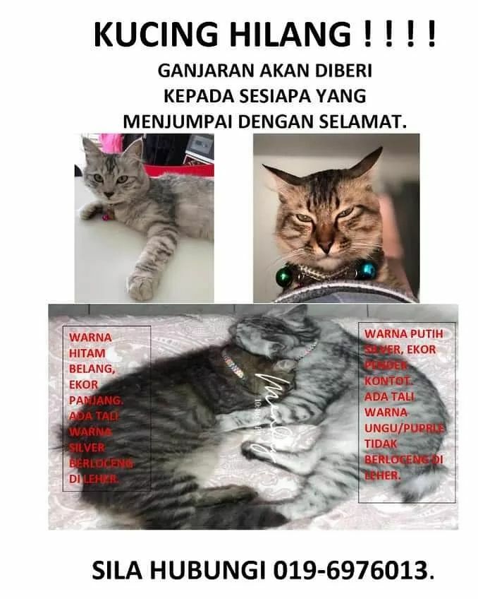 تويتر Kucing Hilang Jumpa Malaysia على تويتر Kucing Hilang Kucing Saya Dua2 Hilang Anggaran Pukul 130 Ptg Diorang Ketakutan Sbb Kakak Dtg Ke Rumah Diorang Panjat Keluar Ikut Tingkap Dua2 Tak