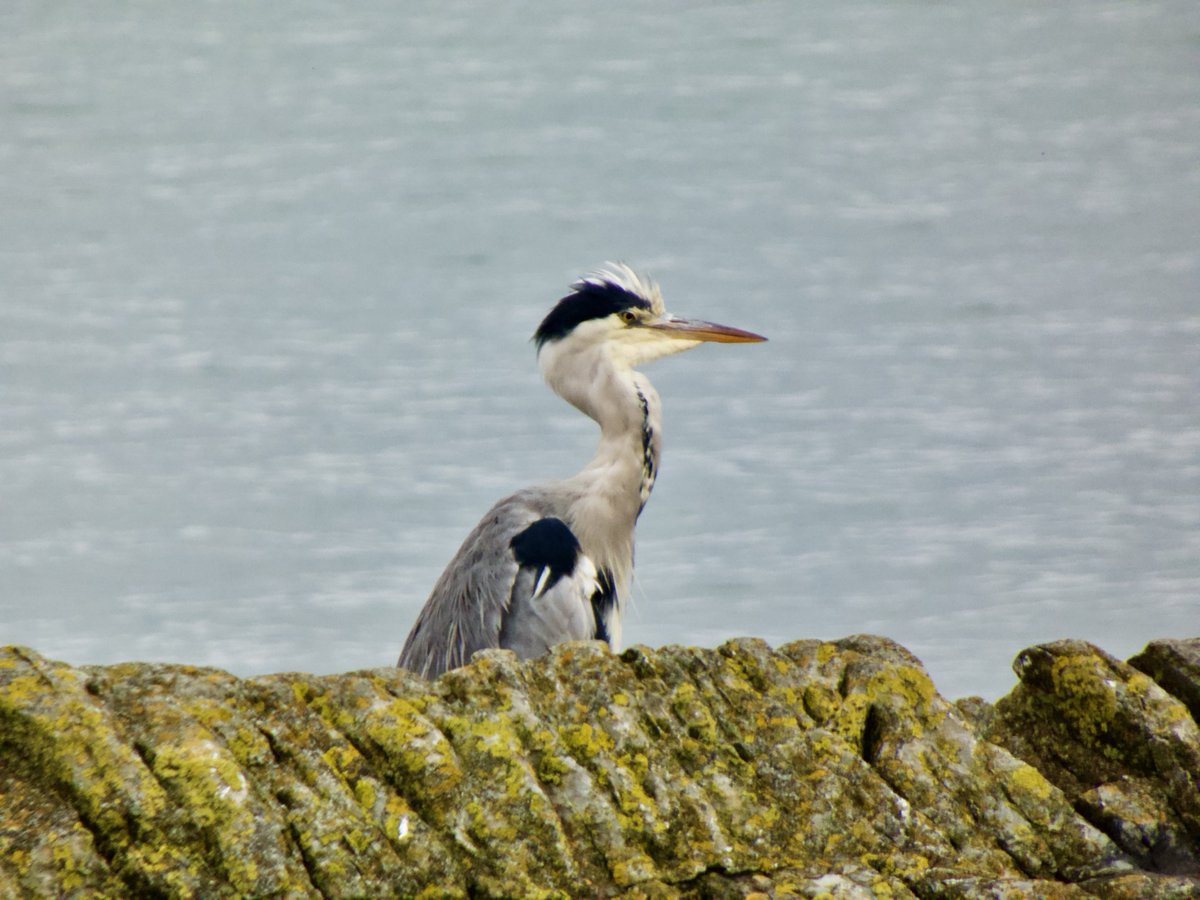 #GreyHeron #GreenConservationStatus #Herons #Skerries #Fingal #Ireland #TwitterNatureCommunity #OctoberBigDay #ebird #BirdTwitter ⁦@Team_eBird⁩ ⁦@global_birding⁩ #birdsuniteourworld ⁦@WMBD⁩ ⁦@BWIFingal⁩ #AutumnBirding