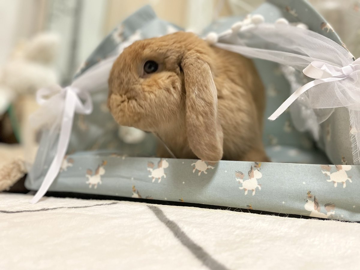 rabbit_utach's tweet photo. 🦄テント💜 https://t.co/ZQfRZwbJzw