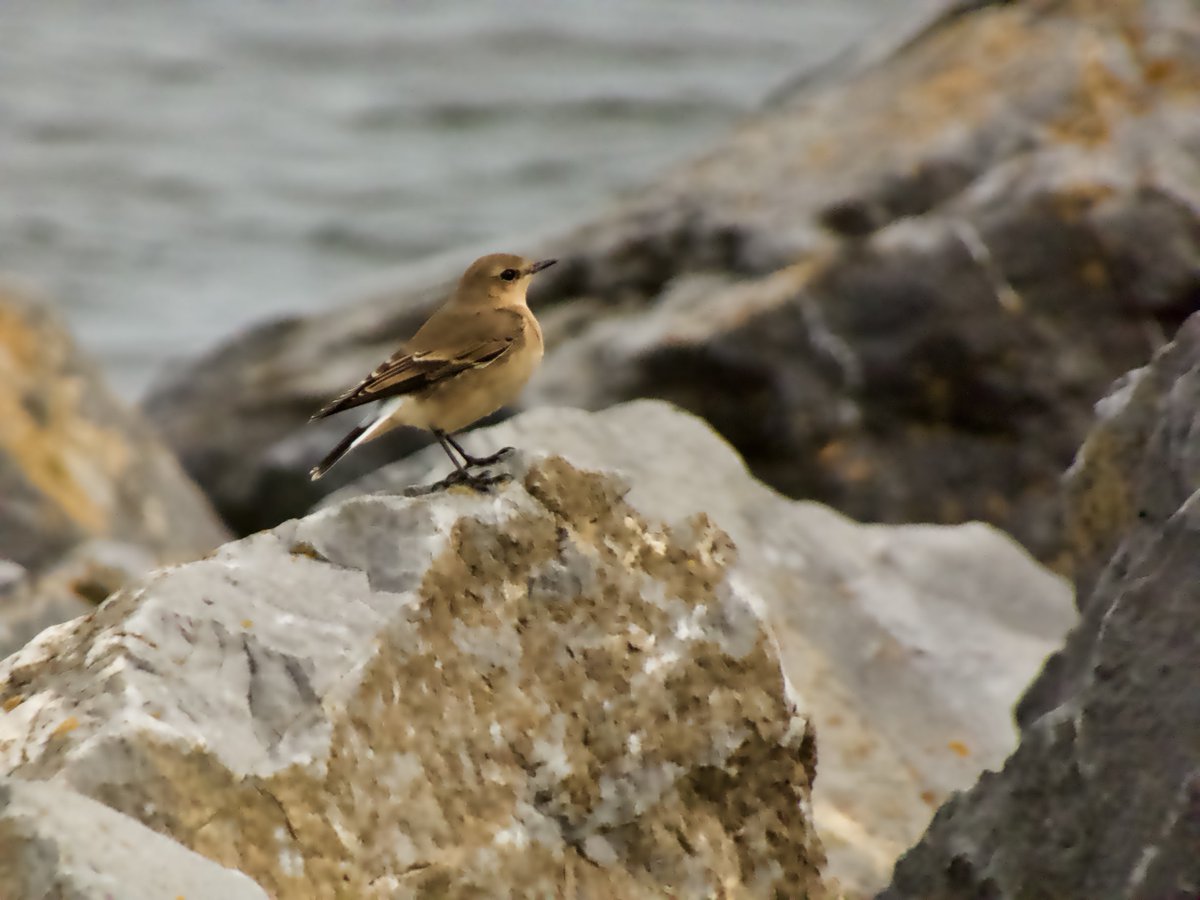 #NorthernWheatear #AmberConservationStatus #Chats #Skerries #Fingal #Ireland #TwitterNatureCommunity #OctoberBigDay #ebird #BirdTwitter ⁦@Team_eBird⁩ ⁦@global_birding⁩ #birdsuniteourworld ⁦@WMBD⁩ ⁦@BWIFingal⁩ #AutumnBirding