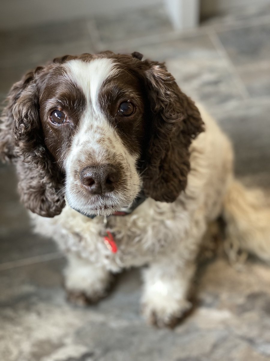 SpanielsSuper's tweet photo. @Spaniels_Rule @itsPipper I know 😊 #SoModestToo #PerfectPooch https://t.co/Yxp7T4q4FR