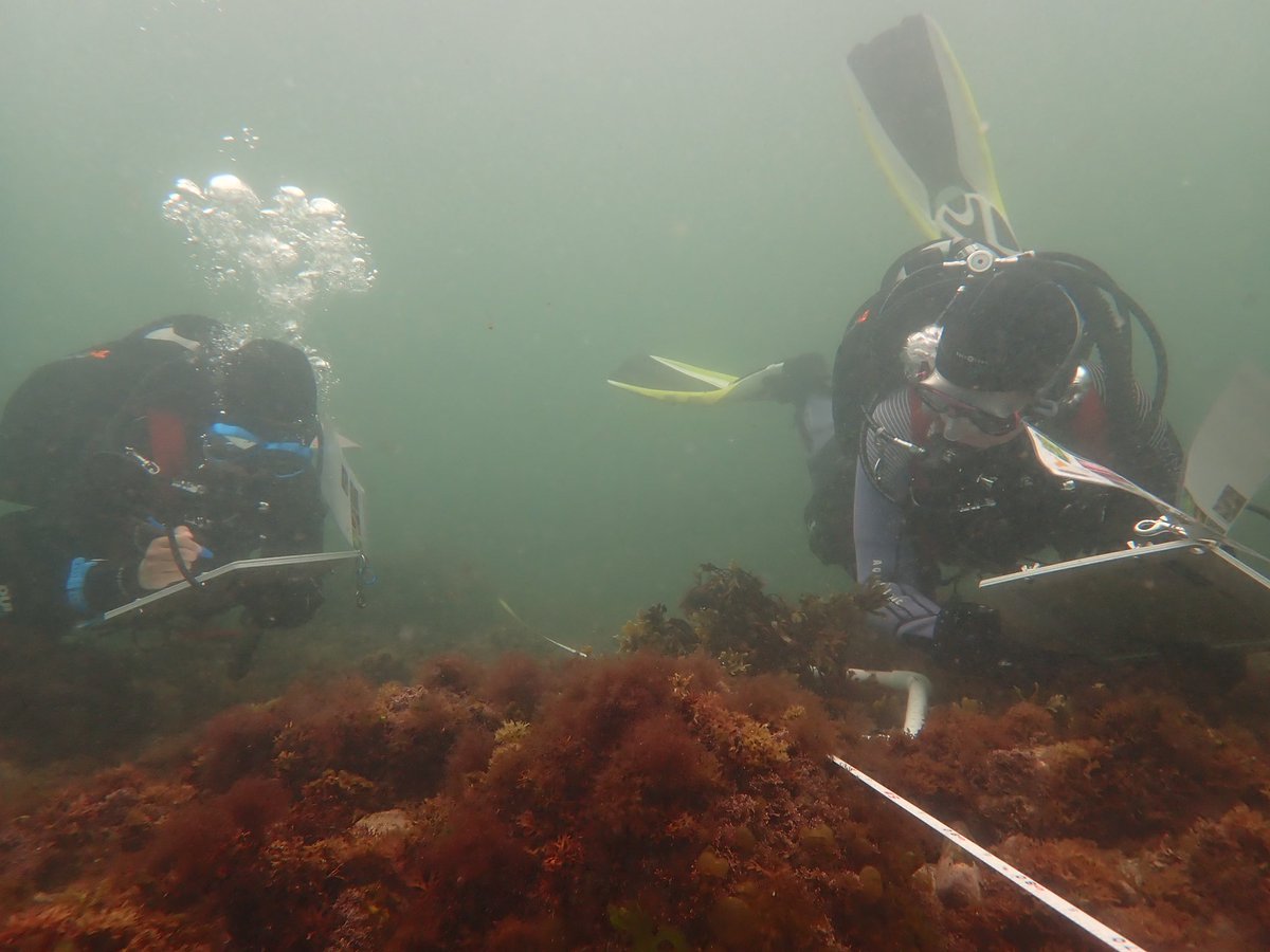 AnnabelMHugh's tweet photo. Scientific Diving Site 3: Loblolly Cove! https://t.co/iLbbdopY6w