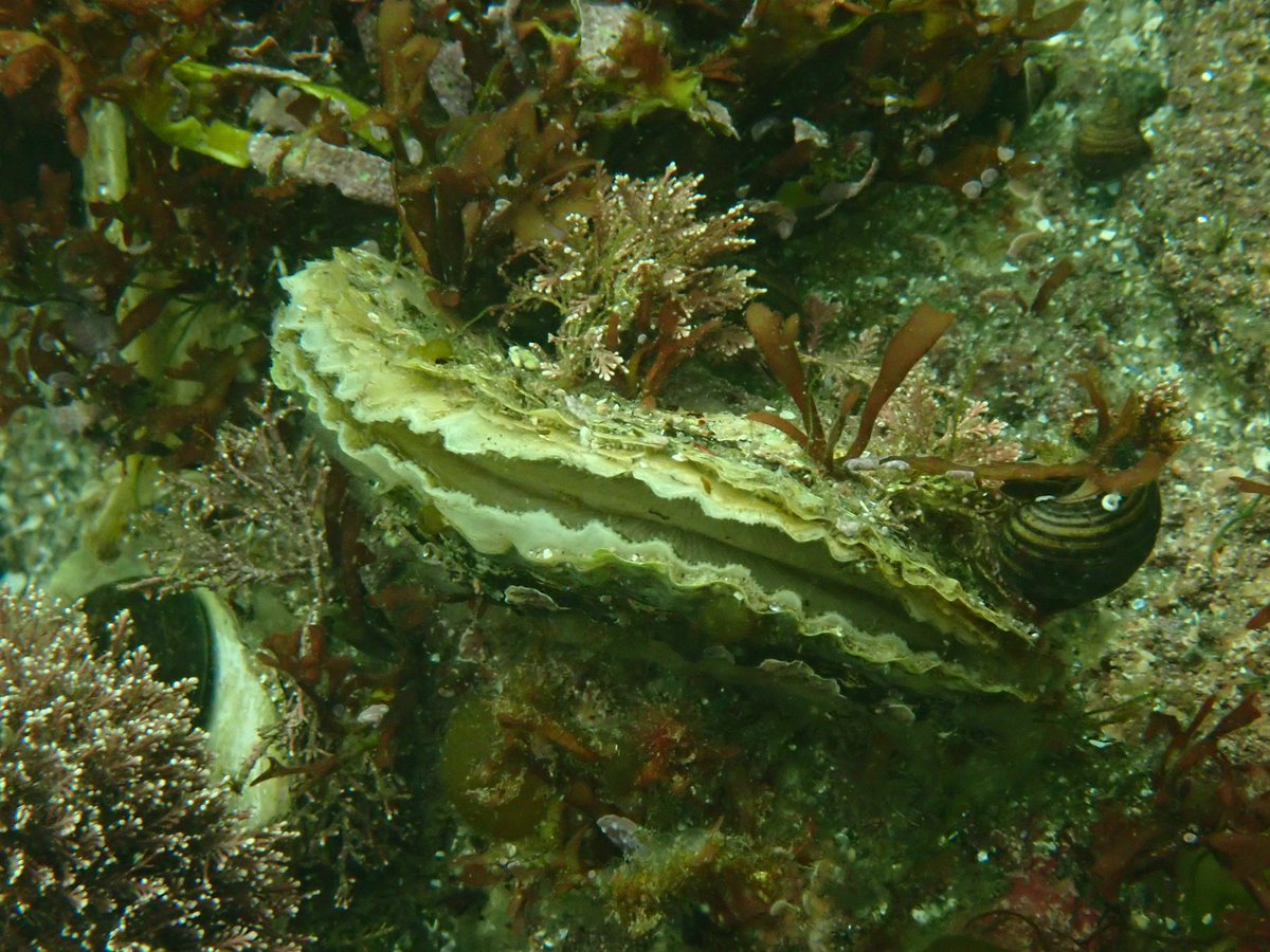 AnnabelMHugh's tweet photo. Scientific Diving Site 3: Loblolly Cove! https://t.co/iLbbdopY6w