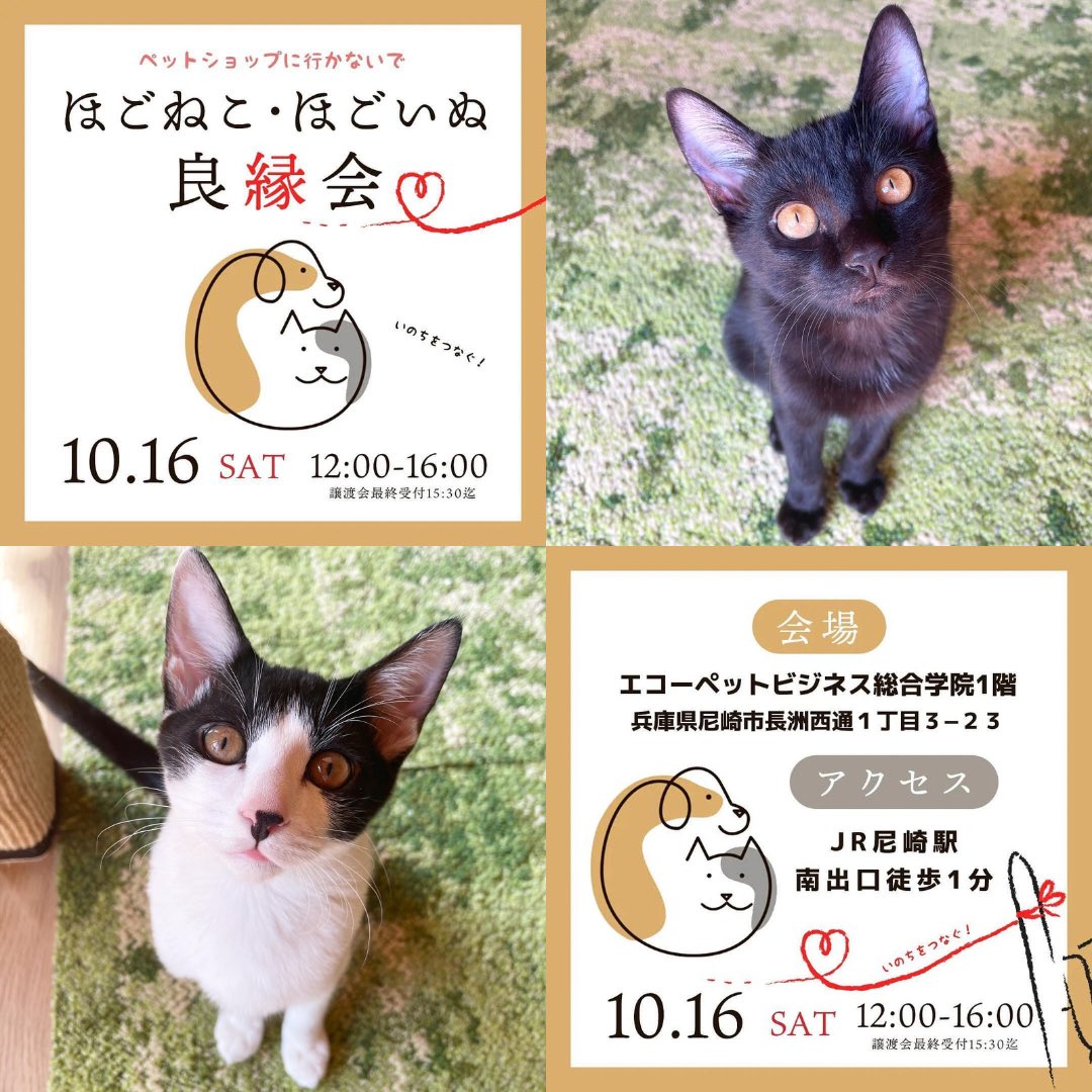 News about #里親募集 on Twitter