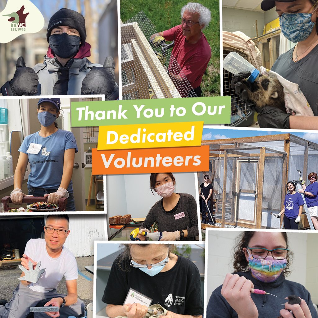 From providing care to patients like an injured owl, to ensuring our hospital is well equipped, to building enclosures and more, volunteers make up the backbone of TWC. To our 300+ volunteers, #ThanksForGiving your time, talents and passion to helping wildlife! #HappyThanksgiving