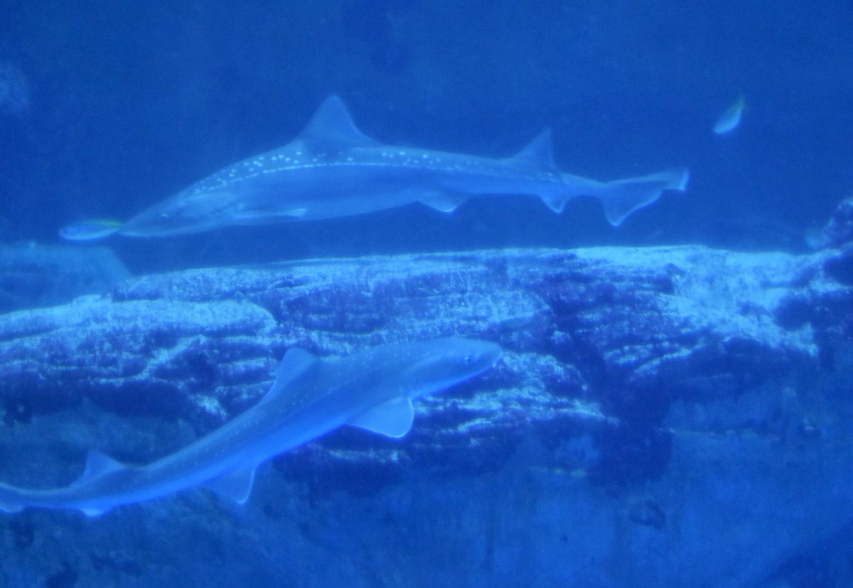 A Trr Line 3955 大水槽で ホシザメ同士がすれ違うシーンを観察できた ホシザメは 背中に白い斑点模様が多数ある サメ 成長すると 体長1 5mくらいになる 大水槽で ホシザメや マダラトビエイが来ると 楽しい ホシザメの目もかわいい 八景島 A Trr Line 3955 大水槽で ホシザメ同士がすれ違うシーンを観察できた ホシザメは 背中に白い斑点模様が多数ある サメ 成長すると 体長1 5mくらいになる 大水槽で ホシザメや マダラトビエイが来ると 楽しい ホシザメの目もかわいい 八景島