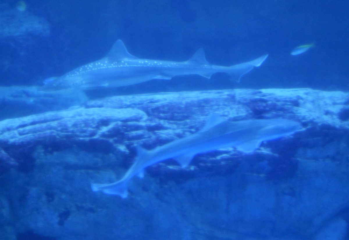 A Trr Line 3955 大水槽で ホシザメ同士がすれ違うシーンを観察できた ホシザメは 背中に白い斑点模様が多数ある サメ 成長すると 体長1 5mくらいになる 大水槽で ホシザメや マダラトビエイが来ると 楽しい ホシザメの目もかわいい 八景島 A Trr Line 3955 大水槽で ホシザメ同士がすれ違うシーンを観察できた ホシザメは 背中に白い斑点模様が多数ある サメ 成長すると 体長1 5mくらいになる 大水槽で ホシザメや マダラトビエイが来ると 楽しい ホシザメの目もかわいい 八景島