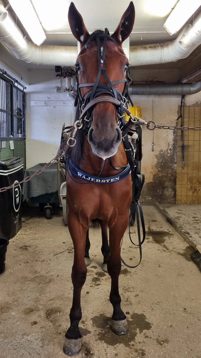 AlbinOlsson44's tweet image. Igår vann denna grymma tjej sin tävlingsdebut och det verkade som att det bara var hon som fattade att det är trav vi håller på med. Global Delivery lägg det på minnet.