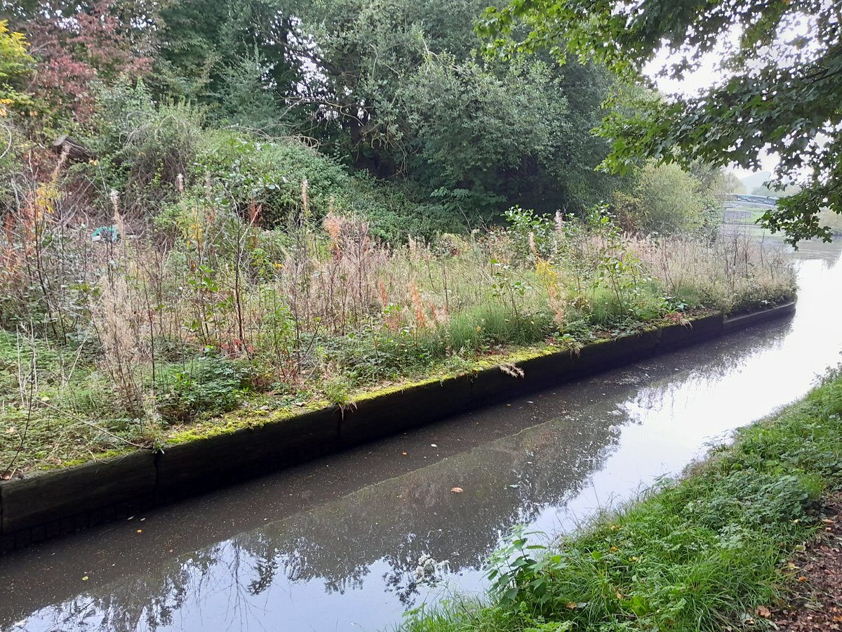 Spent today with <a href="/BCNSociety/">BCN Society</a> clearing the toll Island at Bromford stop! Who would of know there was bricks under all that vegetation! <a href="/CRTWestMidlands/">Canal & River Trust West Midlands</a> <a href="/CRTnotices/">Canal & River Trust</a> 
@CRTvolunteers