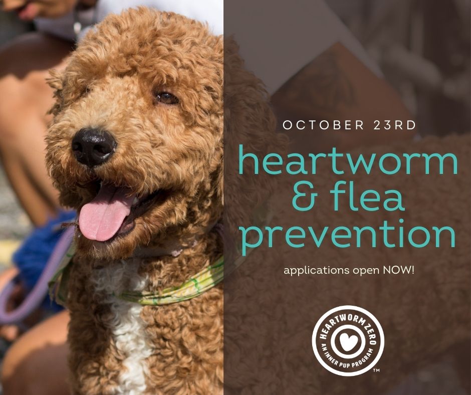 theinnerpup's tweet photo. Join us on October 23rd from 12 pm – 2pm for TIP’s Heartworm &amp; Flea Prevention Clinic in downtown New Orleans.

This clinic is open to new &amp; existing clients who cannot afford regular vet care! Applications open until 5 PM on October 19th.  

https://t.co/Iyq98GuS6V https://t.co/XLdAkA5hJM