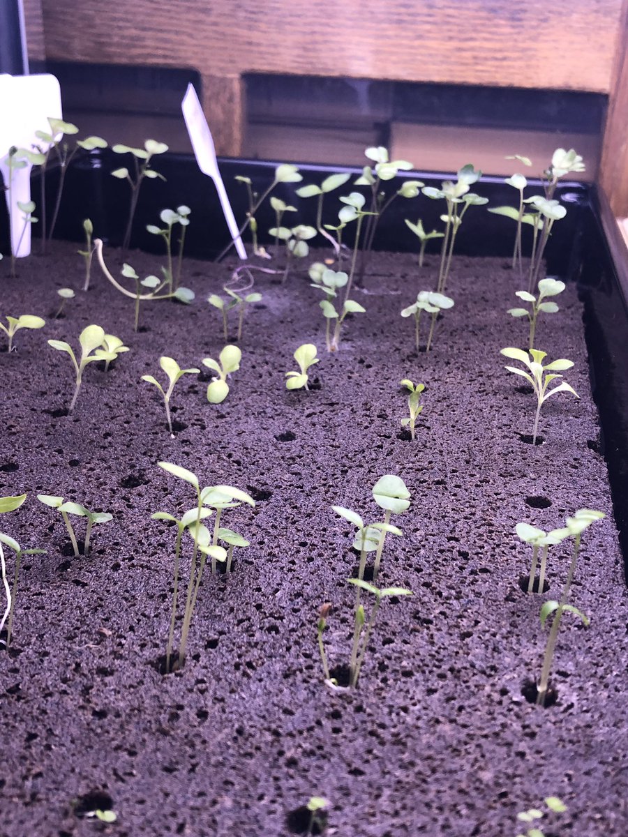 Our hydroponics lab is up and running! The team: <a href="/thesciencediva/">Sharisse R. Collins 🇹🇹</a> and Ms. LaRosa. Thanks to Karolina and Ariel from <a href="/NYsunworks/">NY Sun Works</a> for guiding us.