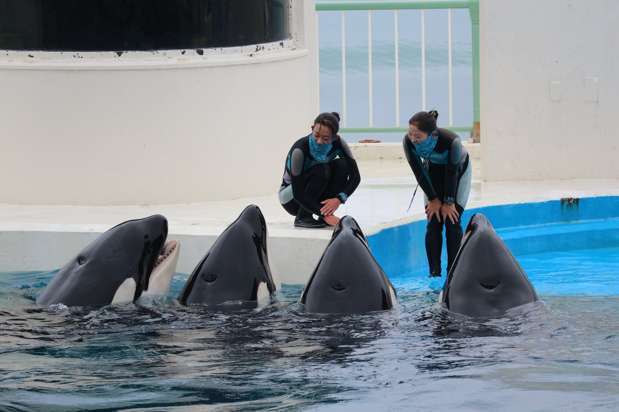 テツ 横浜 2人 4頭の女子会 皆で何を話してるのかな 鴨川シーワールド 鴨シー オーシャンスタジアム シャチ 布留川トレーナー 桐原トレーナー ラビー ララ ラン ルーナ T Co 92wjtjkykz Twitter