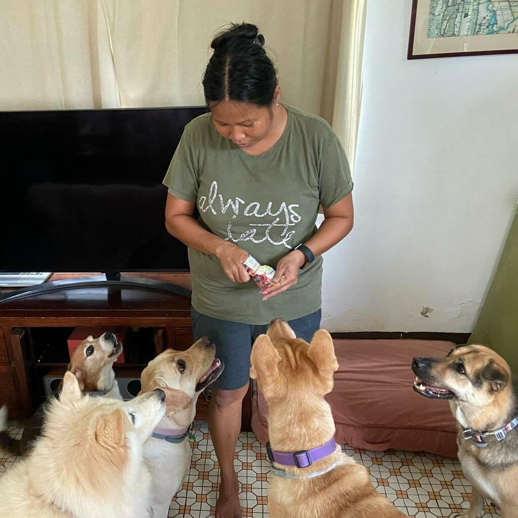 dogjournals's tweet photo. 🥰 Dogs’ fav auntie! 🥰 #Ruby_sht #Gene_sht #Lola_sht #Byron_sht #Flanders_sht #Gregory_sht #kzbyron #adoptdontshop #treats #gimme #rescuedogsofinstagram #rescuedogs #beagle #labrador #mongrels #gooddogs https://t.co/bSbj8L00MB