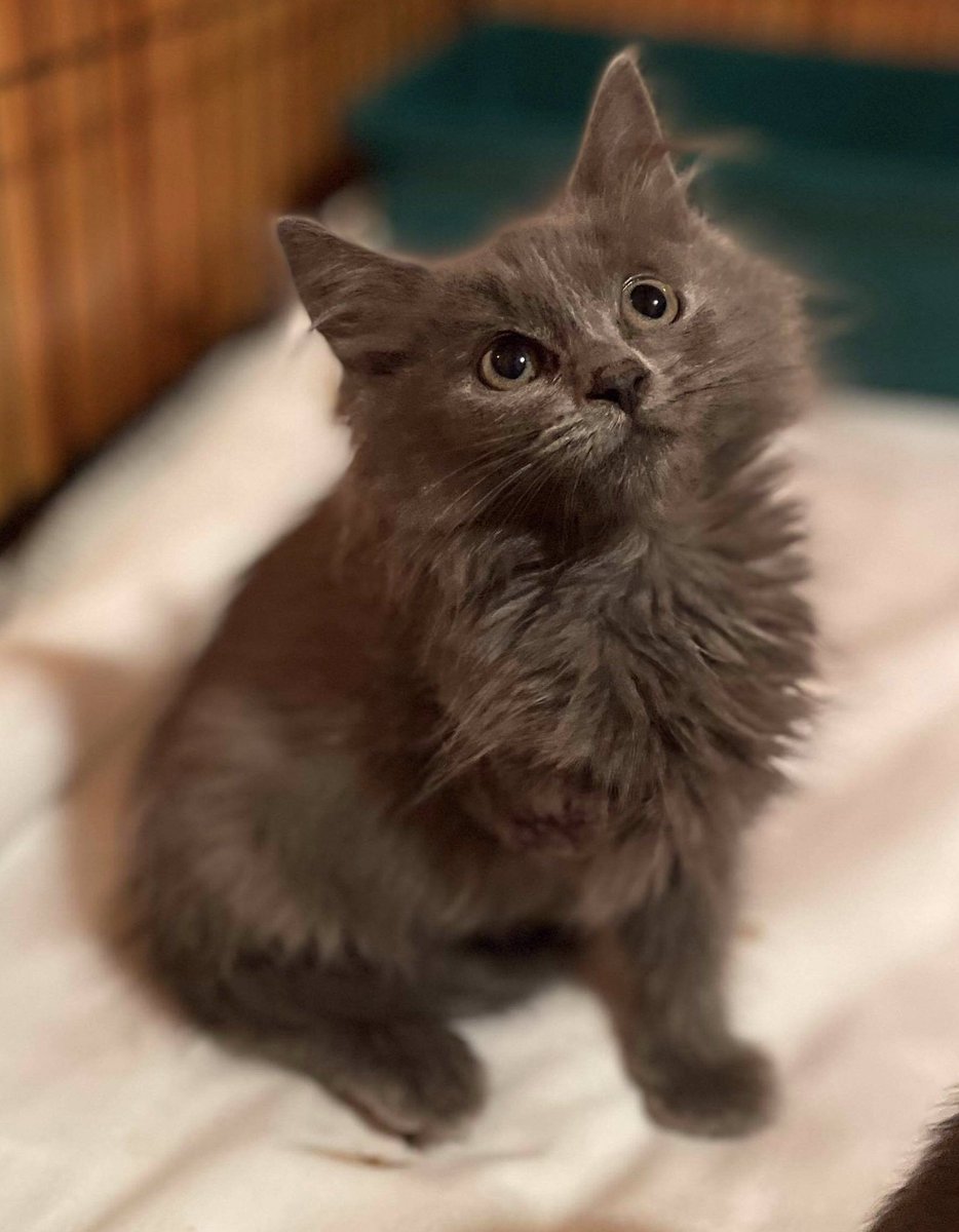 Little Dallie had her leg amputation done yesterday and is doing amazingly well. She will remain on antibiotics for awhile. She is not aware that anything is wrong with her as she is up playing and running. Such a little sweetie pie. fixedfurlife.com