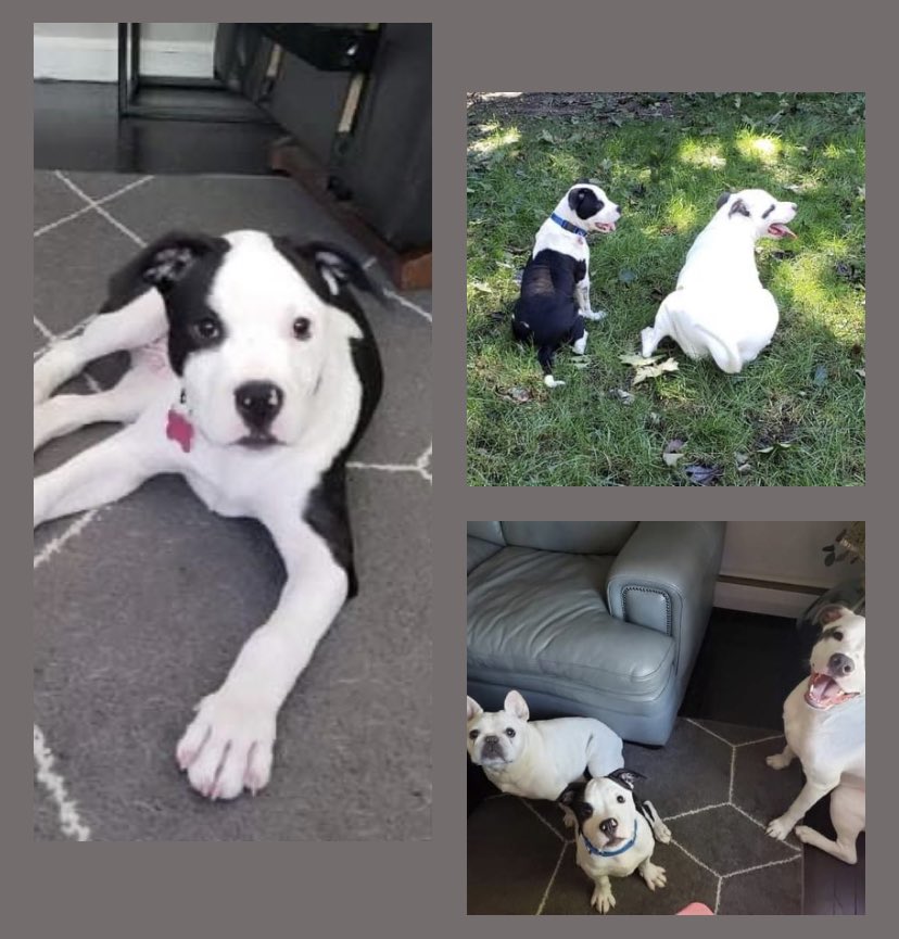 HoundsInPounds's tweet photo. NY/NJ: Patron is more than a handsome hunk. This boy is smart, funny, playful, and loving. He is 4 months old and weighs 25 lbs. He has been neutered, vaccinated (age-appropriate), dewormed and micro-chipped.👇#adoptme #dogsoftwitter https://t.co/ctoGxJKTVd