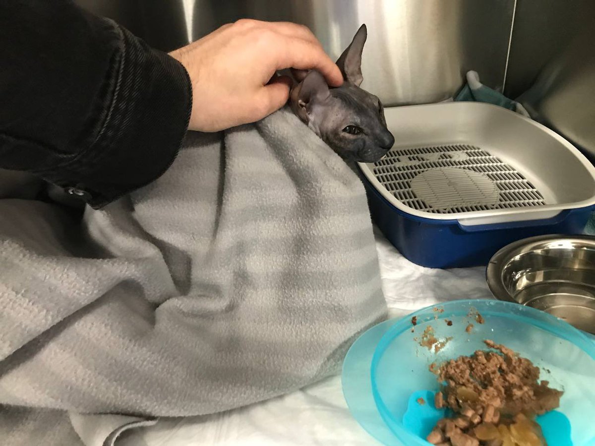 amai_lis's tweet image. Нашей малышке Йеннифер нужна уретеротомия из-за обструкции мочеточника. Всё стоит 80к. Фото приложения к договору и контакты клиники, если Вы хотите убедиться, вы можете позвонить и спросить: peskot.ru 
Реквизиты в треде