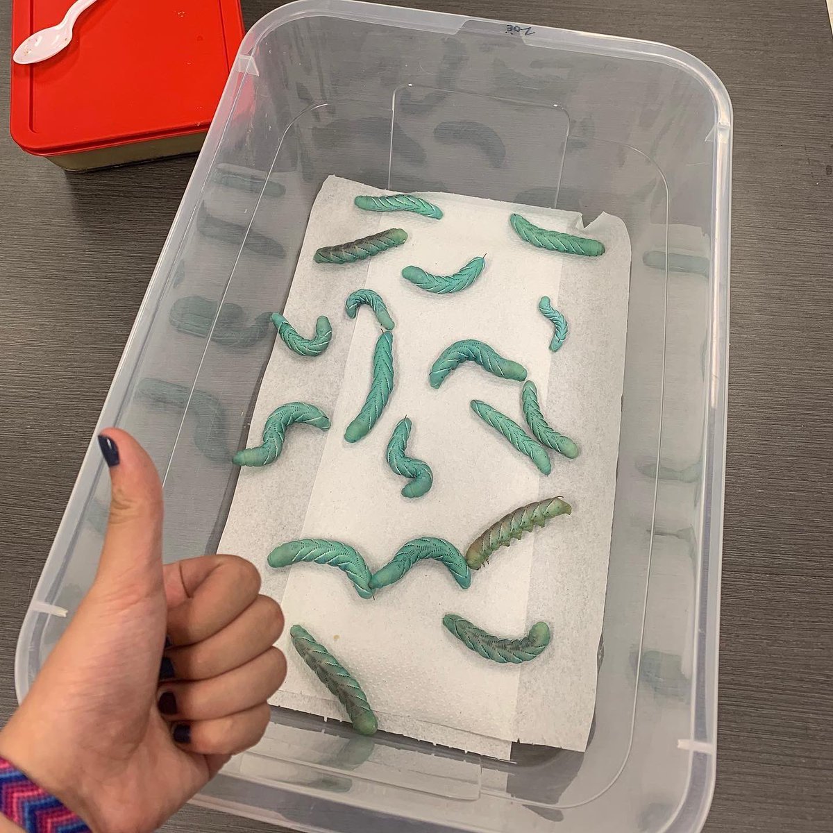 Now THIS is dedication—not only did @_zoeby_ come in during Tiger Time to feed hornworms, but she color-coordinated her outfit to match, as @jukrli has pointed out! Image credit: @jukrli #hornworm #hornworms #manduca #medicalentomology #bugsarecool