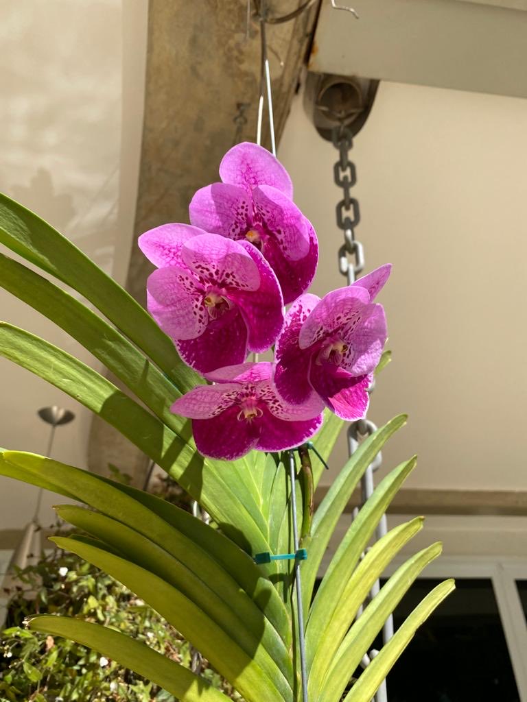 #Vania 😍🥰#orchids #myorchids