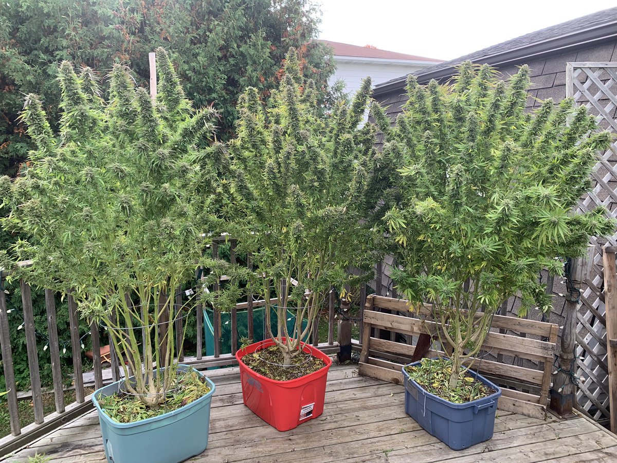 #cannabis wenn der Anbau in 🇩🇪 mit der Ampel legal wird kann jeder ein paar Pflanzen anbauen. 