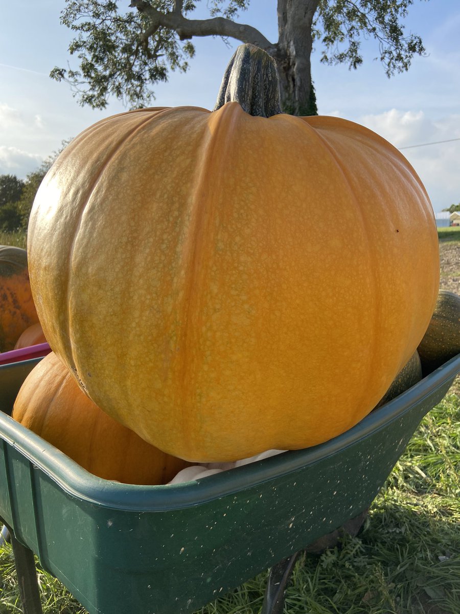 Pick of the day! #pickyourownpumpkin